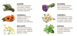 plantas medicinais